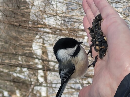 Chickadee eating seeds from our hands
